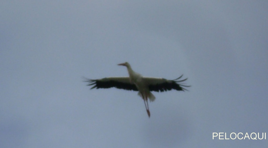 Foto de Palma Del Rio (Córdoba), España