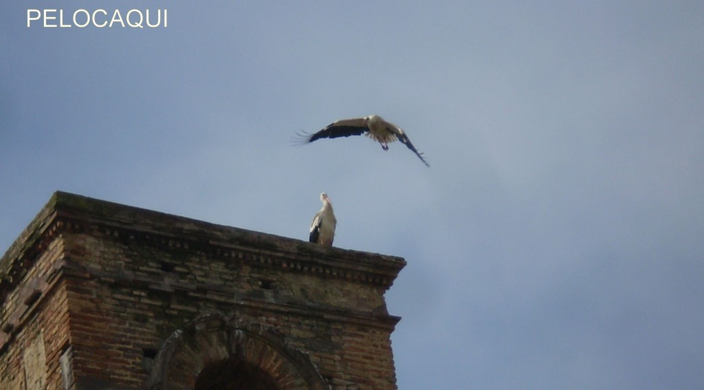 Foto de Palma Del Rio (Córdoba), España