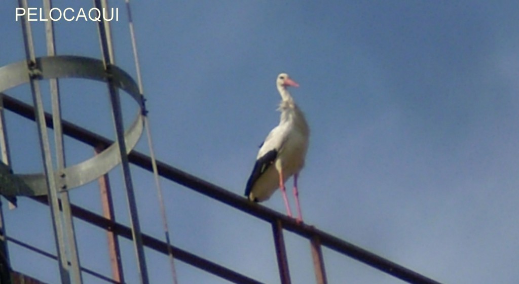 Foto de Palma Del Rio (Córdoba), España