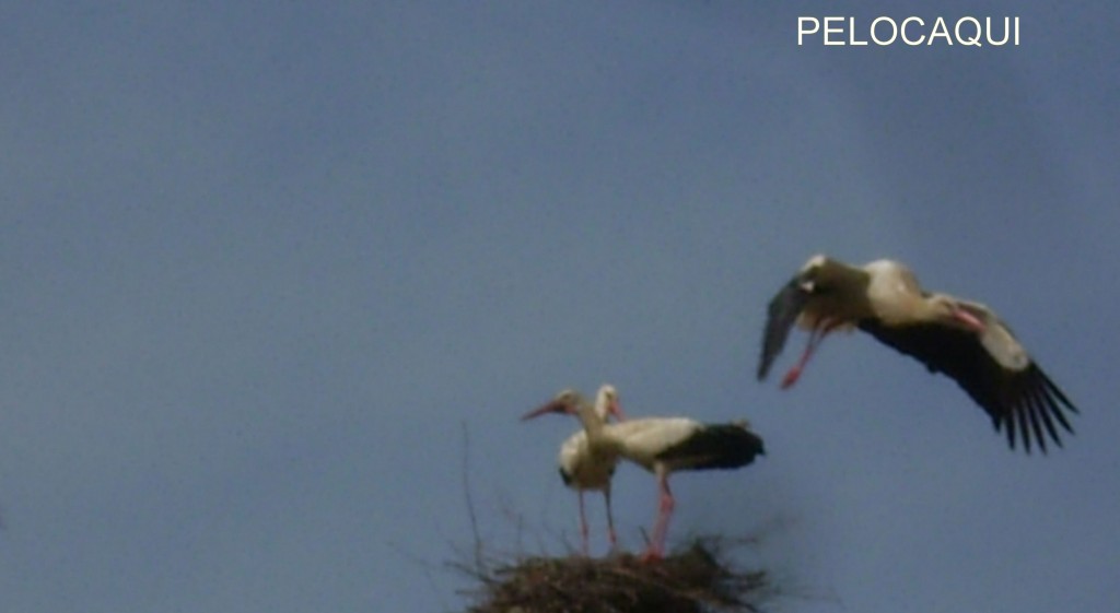 Foto de Palma Del Rio (Córdoba), España
