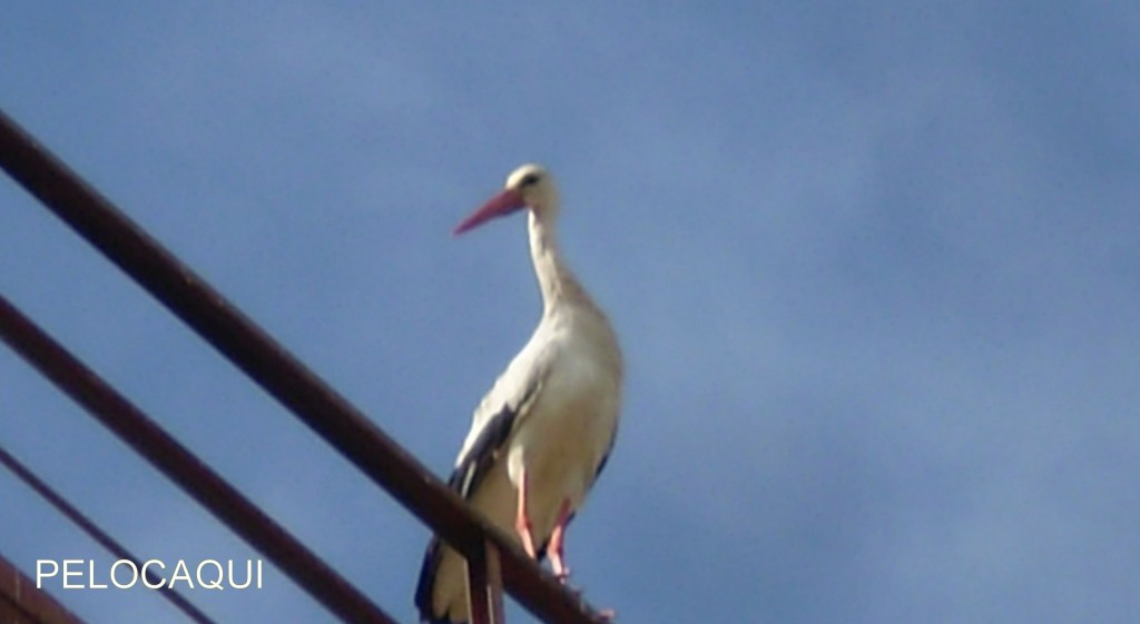 Foto de Palma Del Rio (Córdoba), España