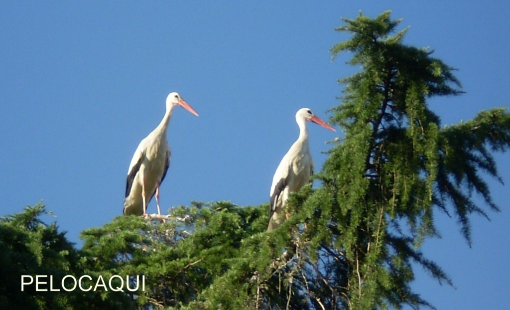 Foto de Palma Del Rio (Córdoba), España