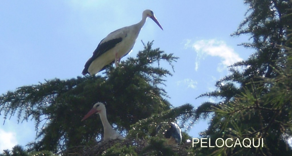 Foto de Palma Del Rio (Córdoba), España