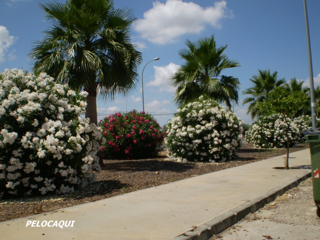 Foto de Palma Del Rio (Córdoba), España