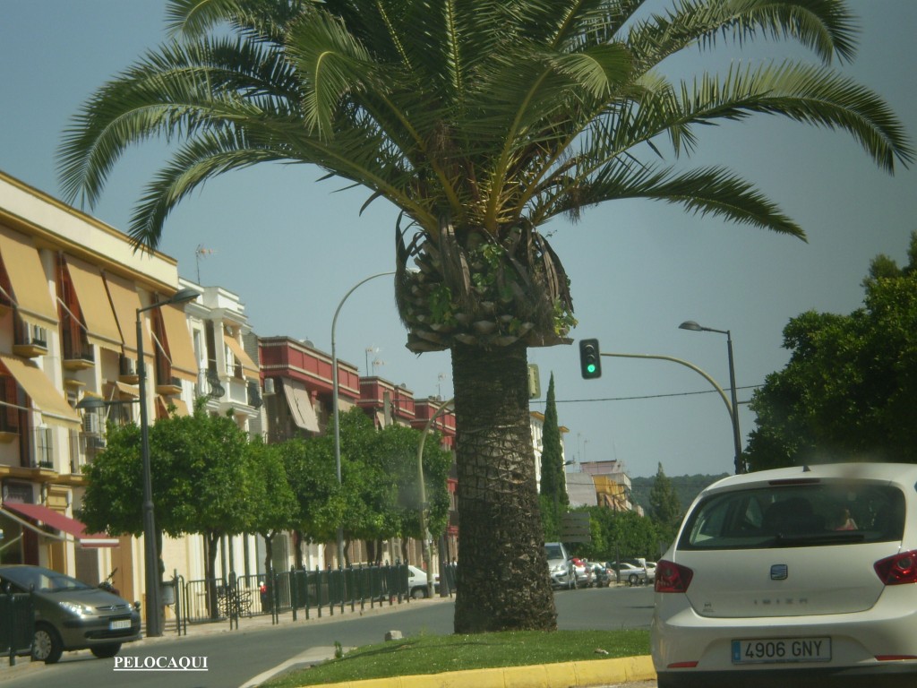 Foto de Palma Del Rio (Córdoba), España