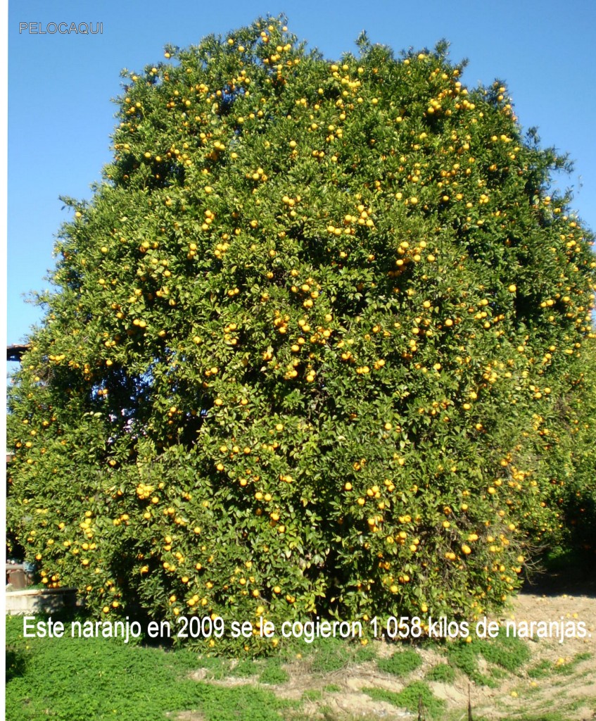 Foto de Palma Del Rio (Córdoba), España