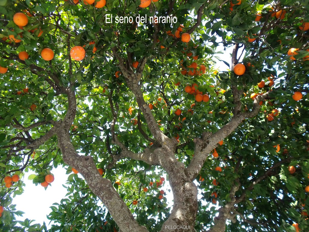 Foto de Palma Del Rio (Córdoba), España