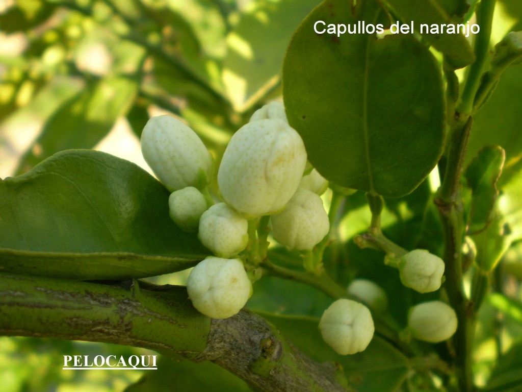 Foto de Palma Del Rio (Córdoba), España