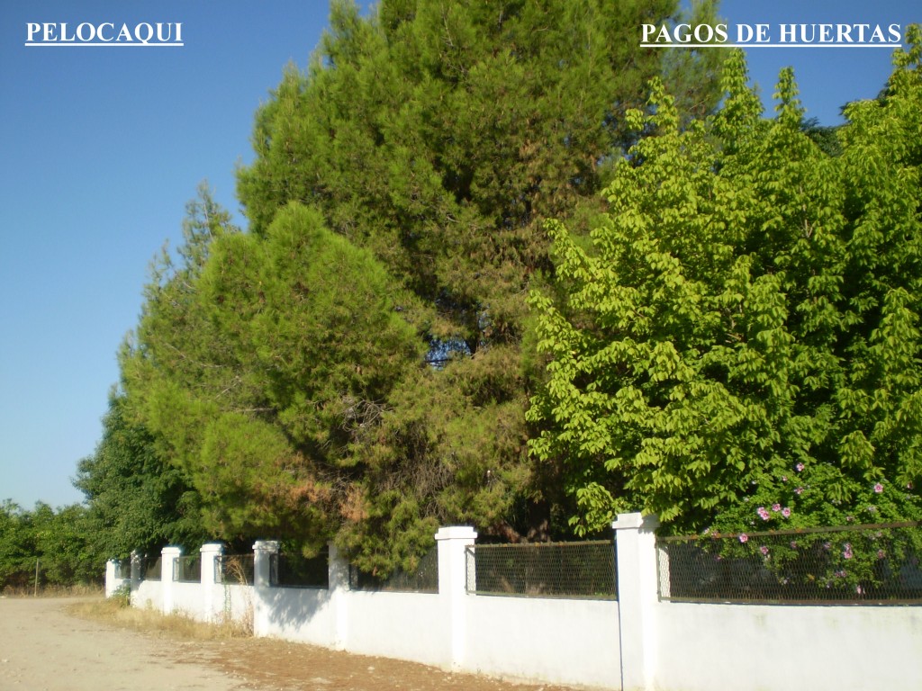 Foto de Palma Del Rio (Córdoba), España