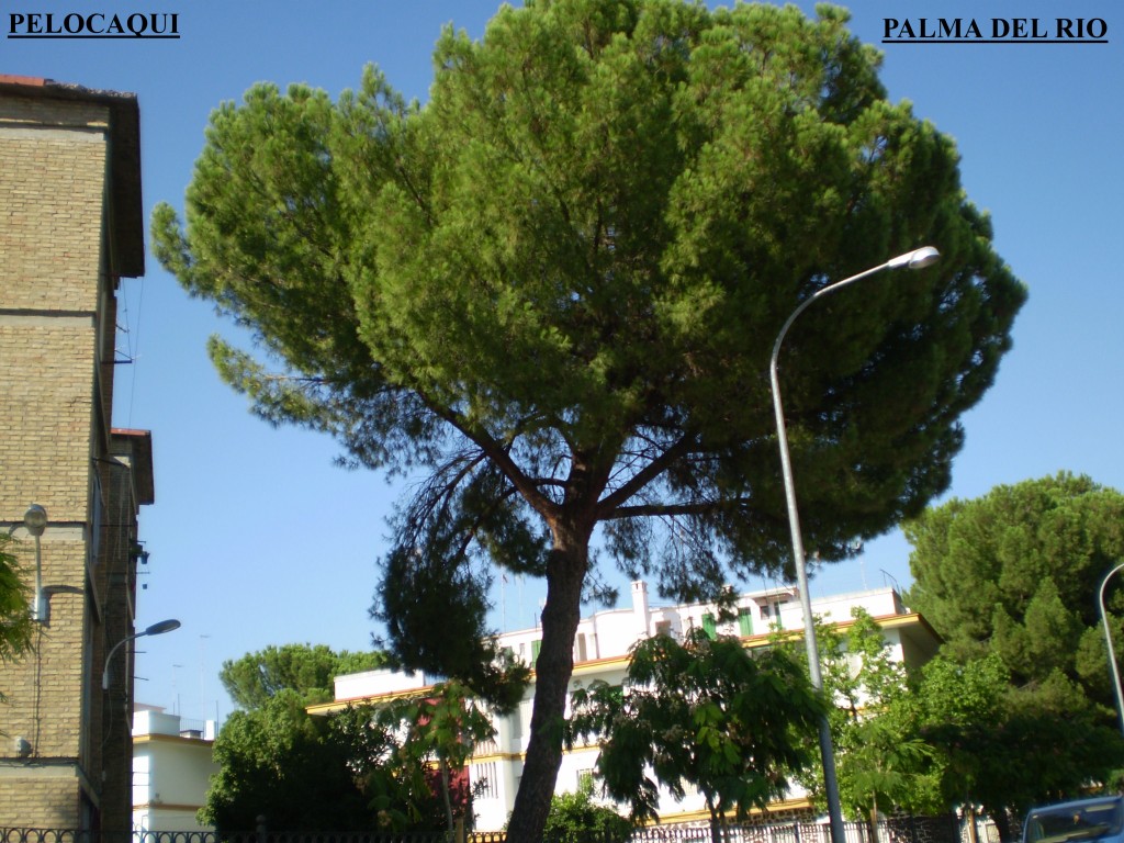 Foto de Palma Del Rio (Córdoba), España