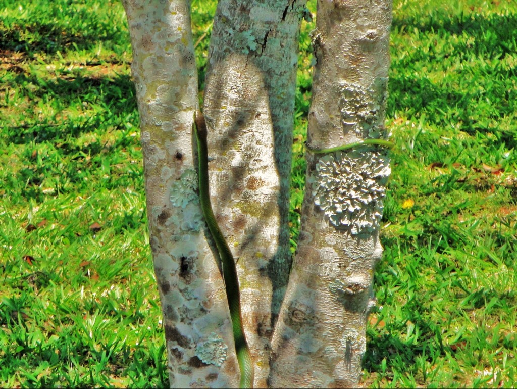 Foto: Itaipú Binacional - Foz do Iguaçú (Paraná), Brasil