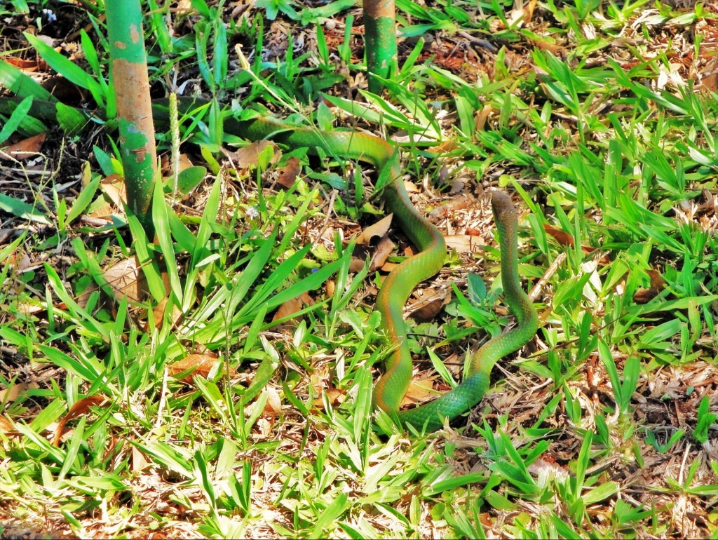 Foto: Itaipú Binacional - Foz do Iguaçú (Paraná), Brasil