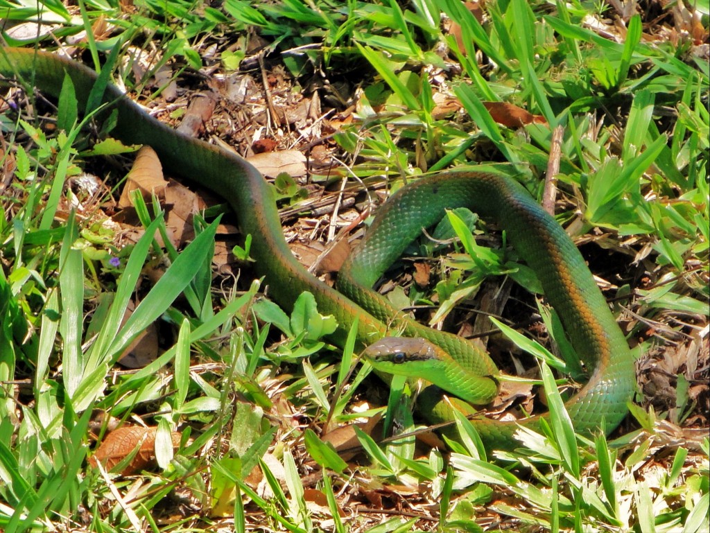 Foto: Itaipú Binacional - Foz do Iguaçú (Paraná), Brasil