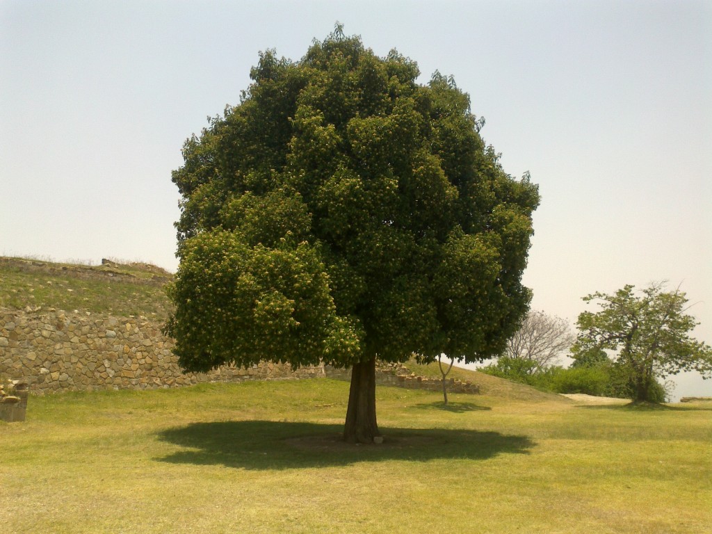 Foto de Monte Alban (Oaxaca), México
