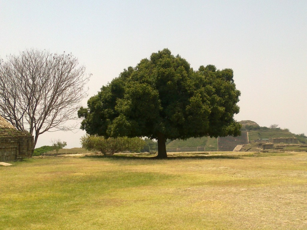 Foto de Monte Alban (Oaxaca), México