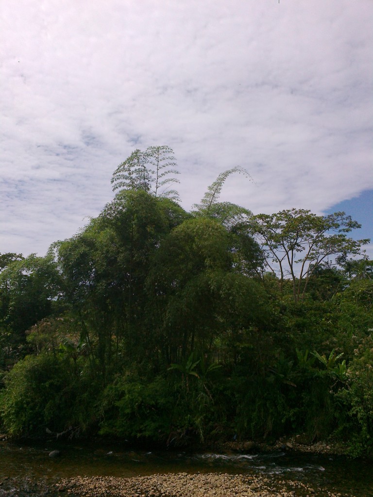 Foto: Rio pindo en verano - Puyo (Pastaza), Ecuador