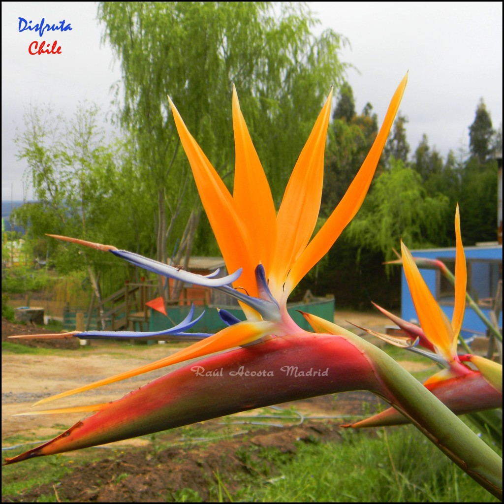 Foto de Pichilemu (Libertador General Bernardo OʼHiggins), Chile