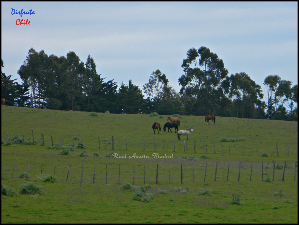 Foto de Pichilemu (Libertador General Bernardo OʼHiggins), Chile