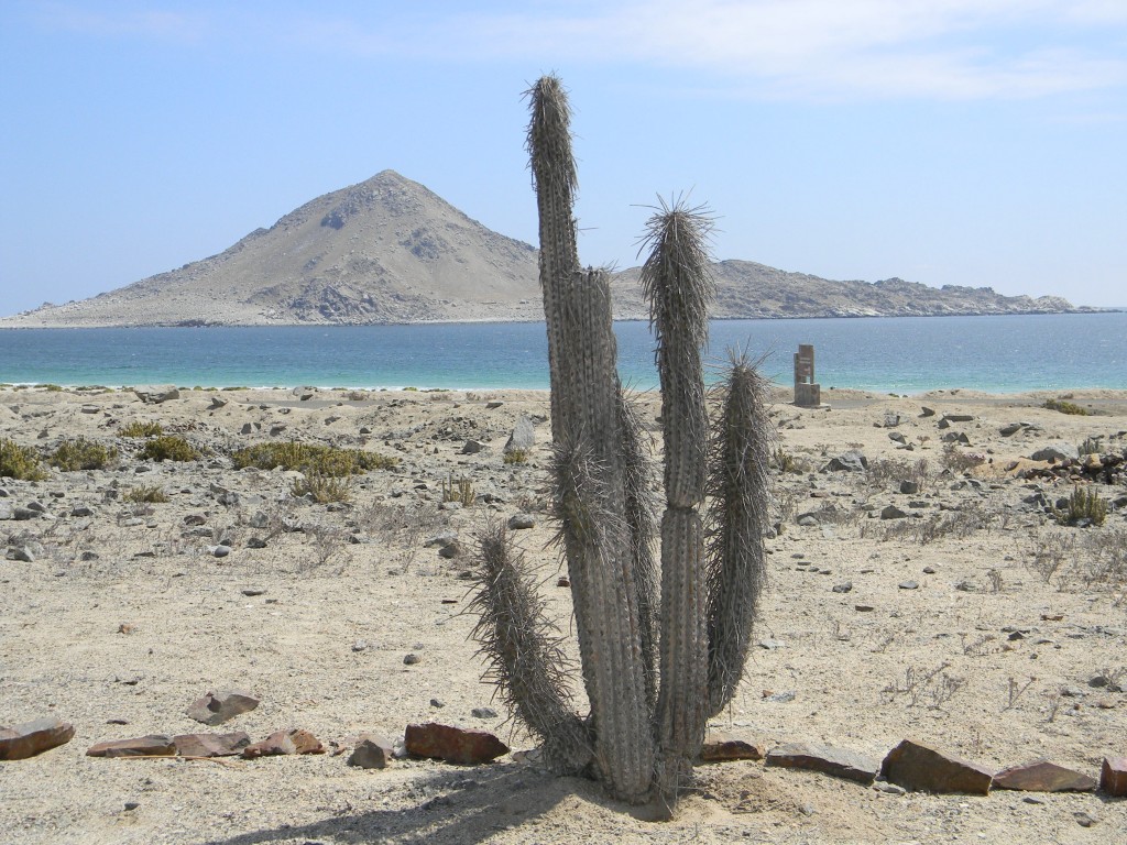 Foto: Parque Nacional Pan de Azucar - Chañaral (Atacama), Chile