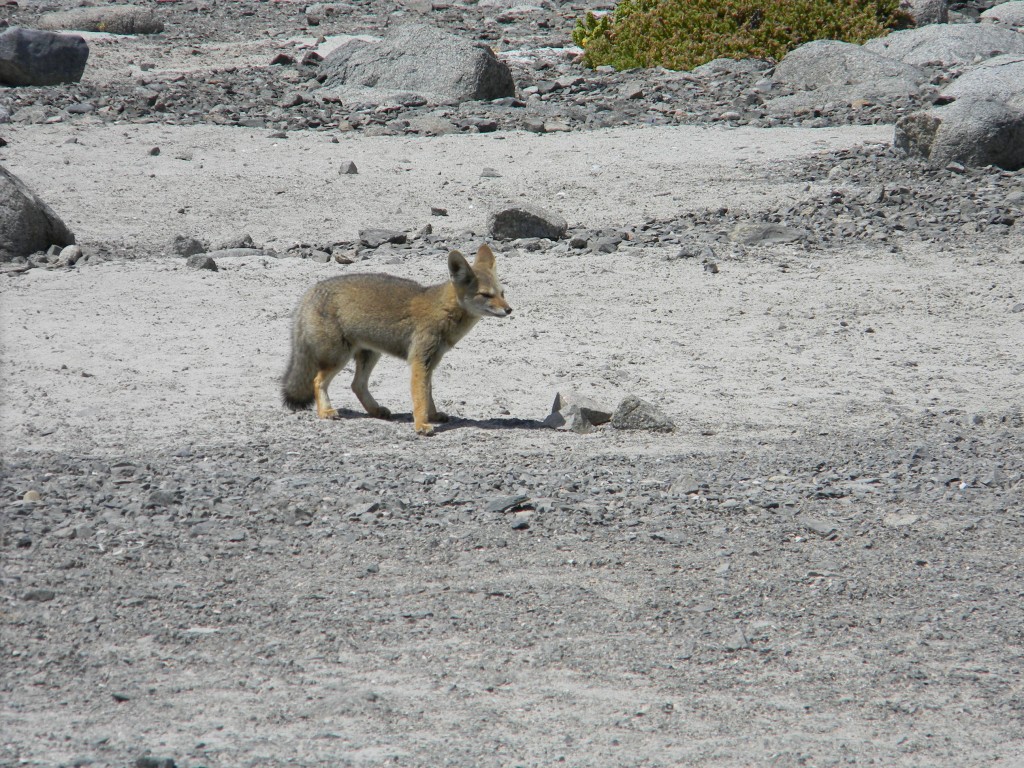 Foto: FAUNA - Chañaral (Atacama), Chile