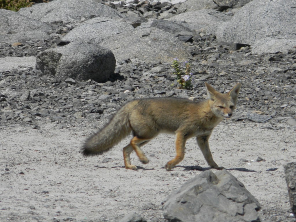 Foto: FAUNA - Chañaral (Atacama), Chile