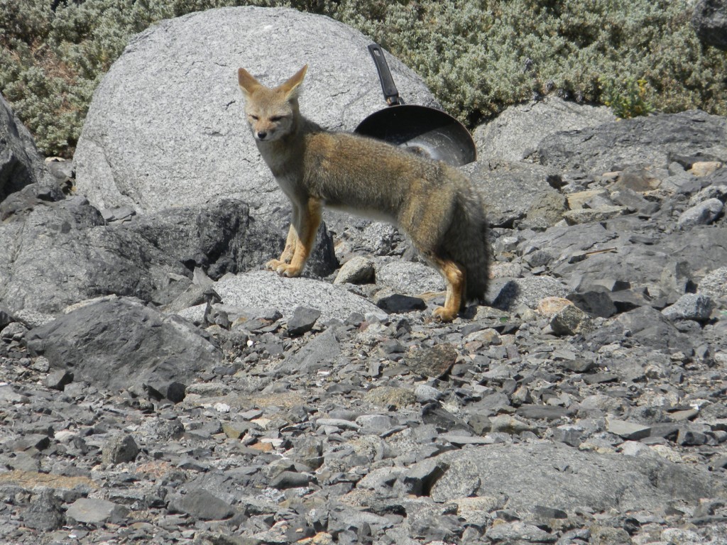 Foto: FAUNA - Chañaral (Atacama), Chile