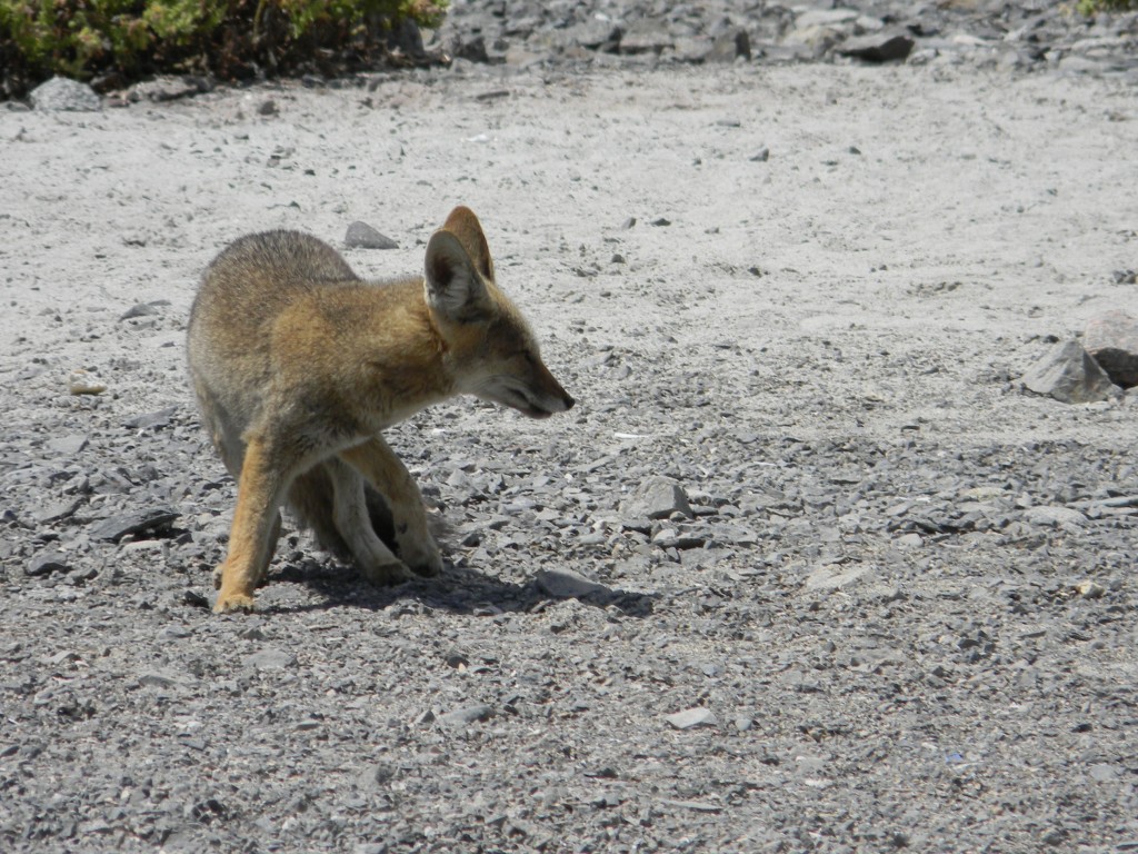 Foto: FAUNA - Chañaral (Atacama), Chile