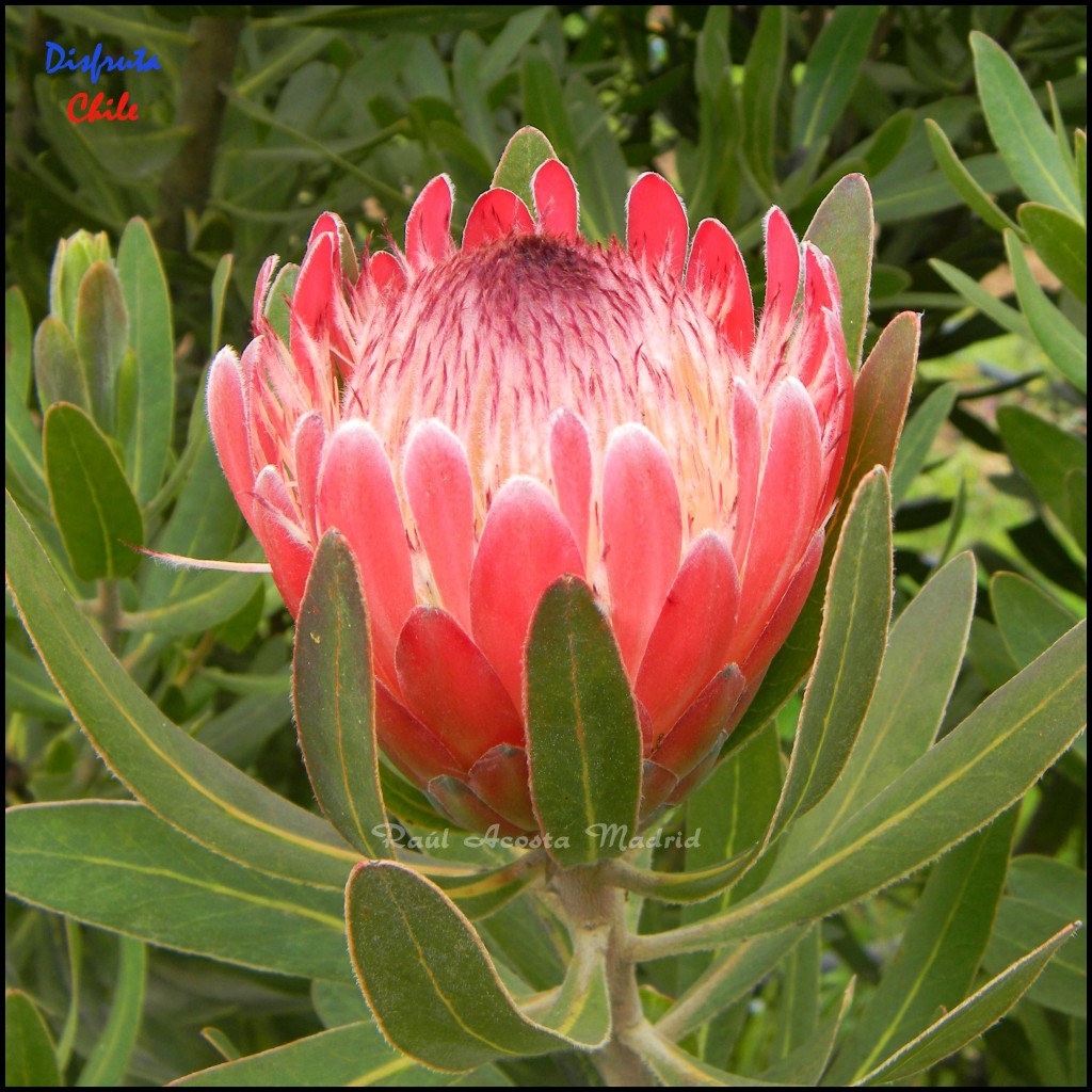 Foto: Protea - Pichilemu (Libertador General Bernardo OʼHiggins), Chile