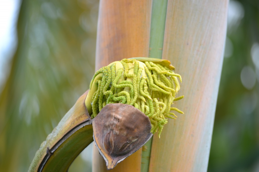 Foto de La fortuna, San Carlos (Alajuela), Costa Rica