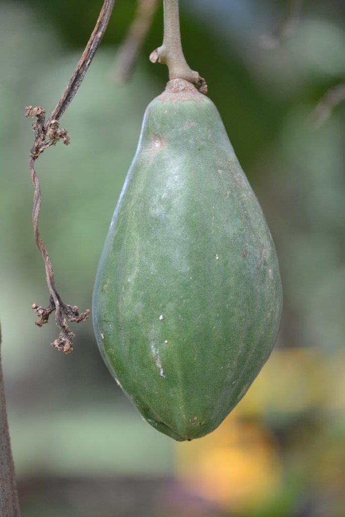 Foto de La fortuna, San Carlos (Alajuela), Costa Rica