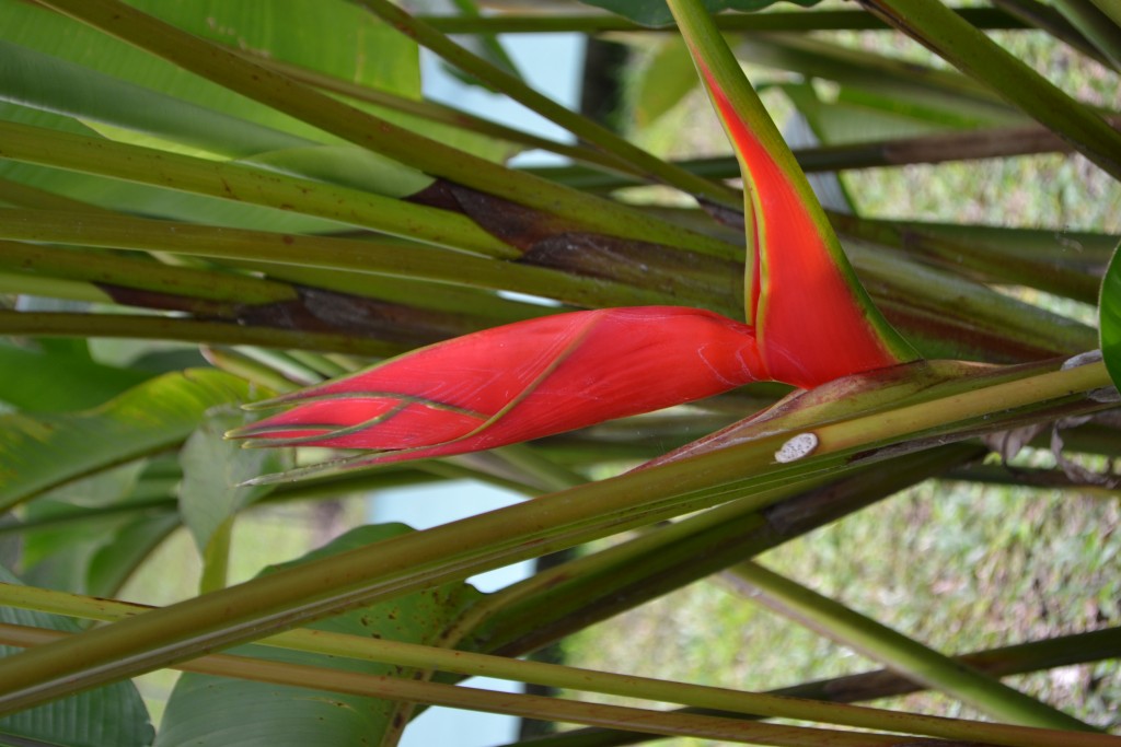 Foto de La fortuna, San Carlos (Alajuela), Costa Rica