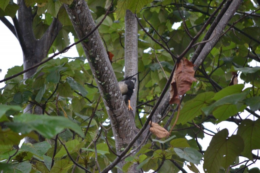 Foto de La fortuna, San Carlos (Alajuela), Costa Rica