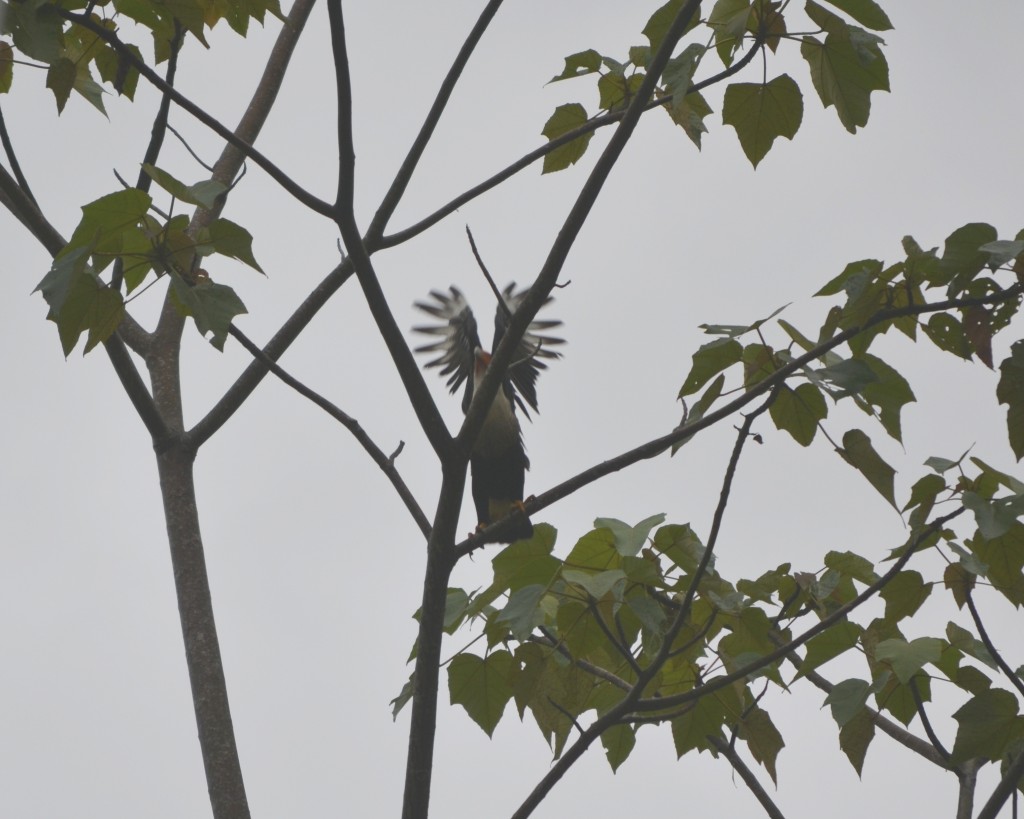 Foto de La fortuna, San Carlos (Alajuela), Costa Rica