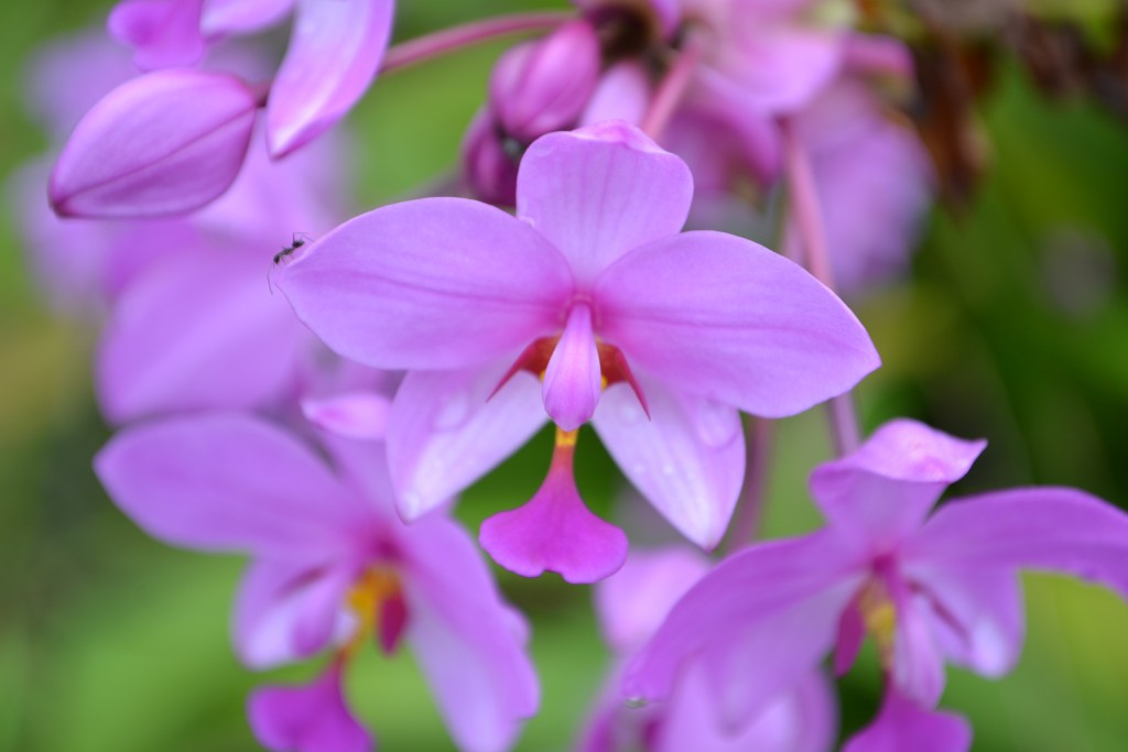 Foto de La fortuna, San Carlos (Alajuela), Costa Rica