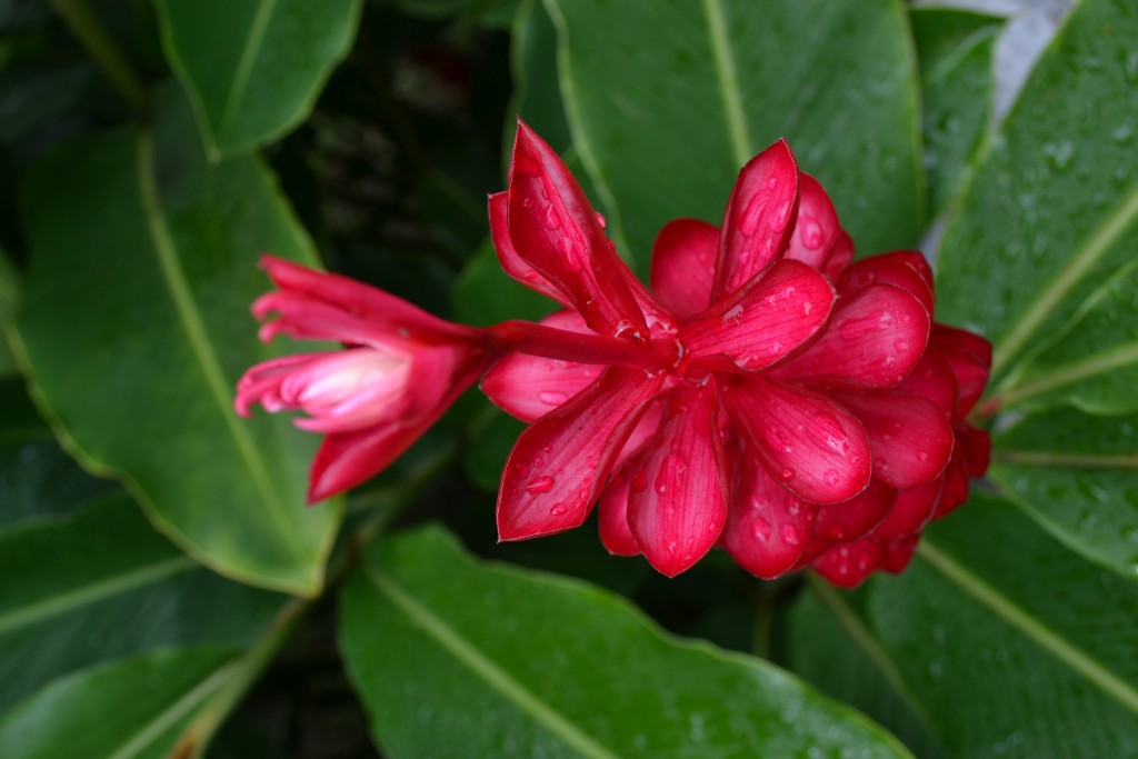 Foto de La fortuna, San Carlos (Alajuela), Costa Rica