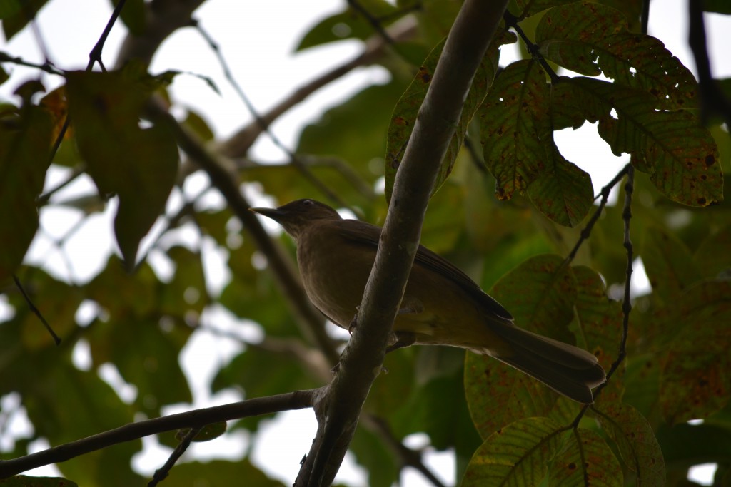 Foto de La fortuna, San Carlos (Alajuela), Costa Rica
