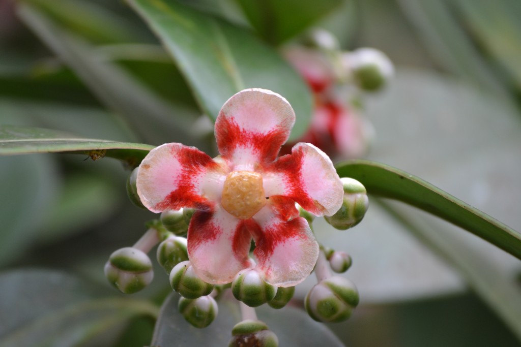 Foto de La fortuna, San Carlos (Alajuela), Costa Rica