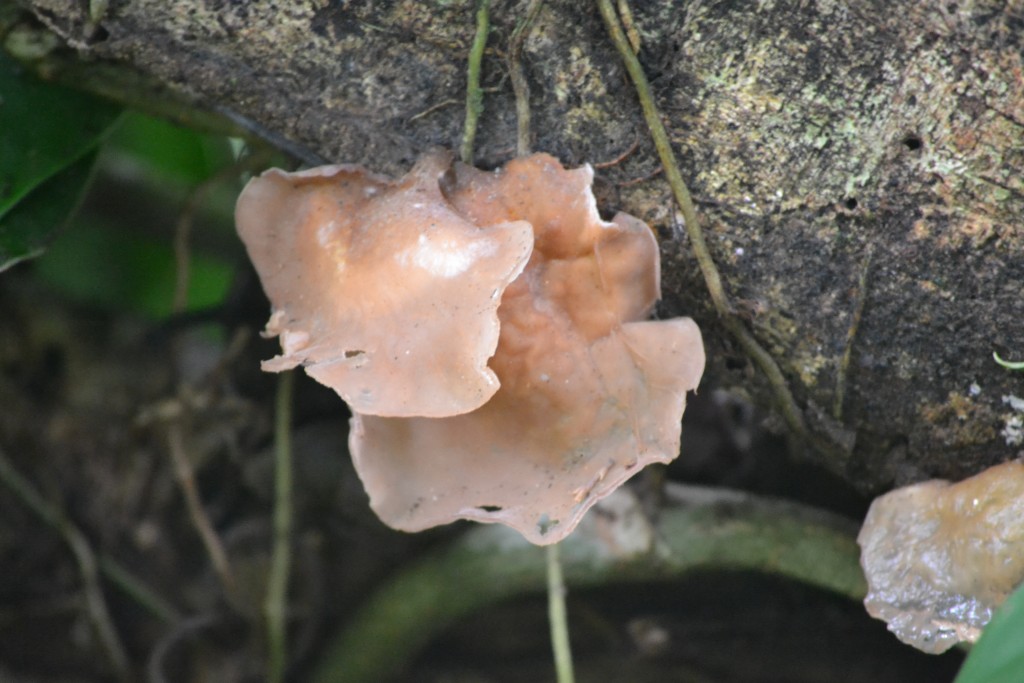 Foto de La fortuna, San Carlos (Alajuela), Costa Rica