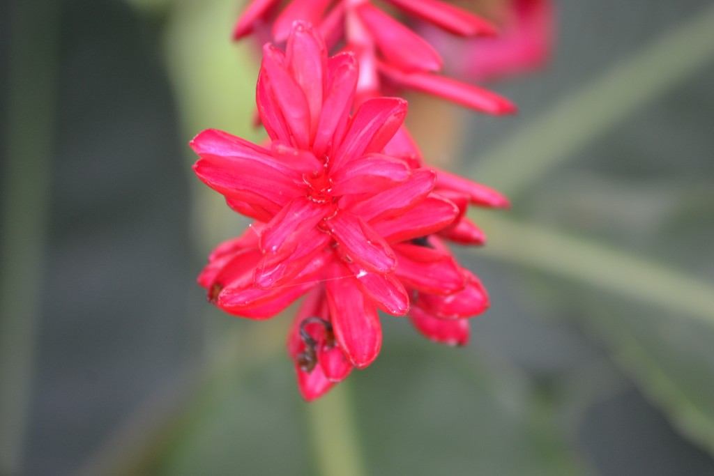 Foto de La fortuna, San Carlos (Alajuela), Costa Rica