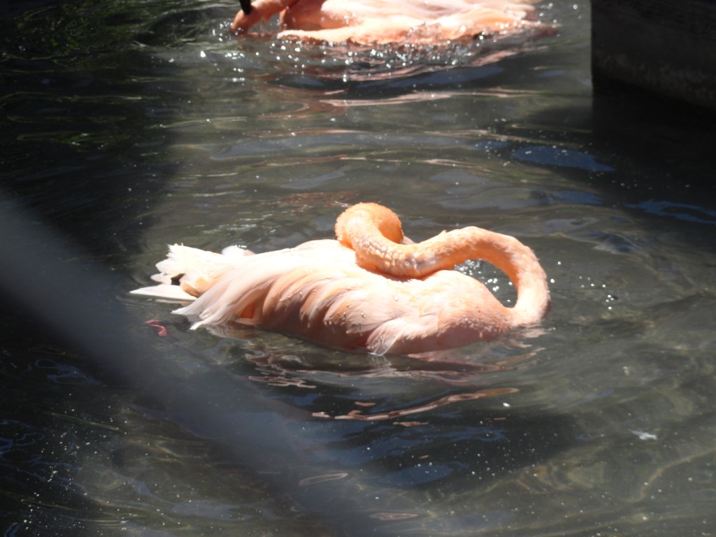 Foto: Flamingo - Baños (Tungurahua), Ecuador