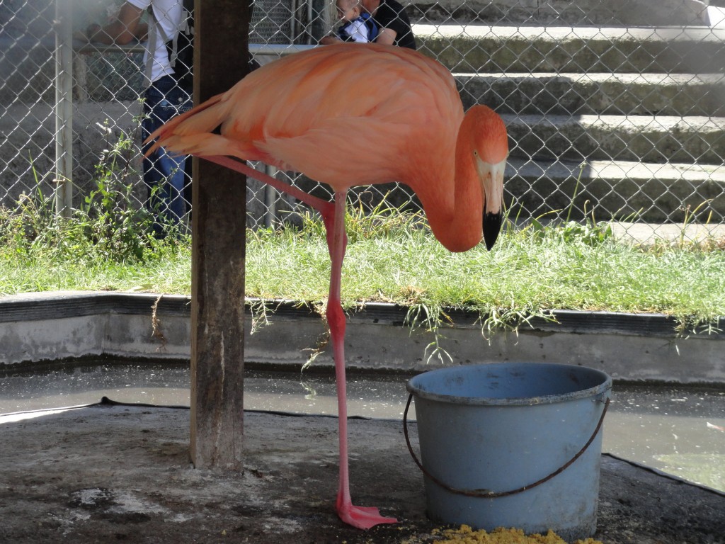 Foto: Flamingo - Baños (Tungurahua), Ecuador