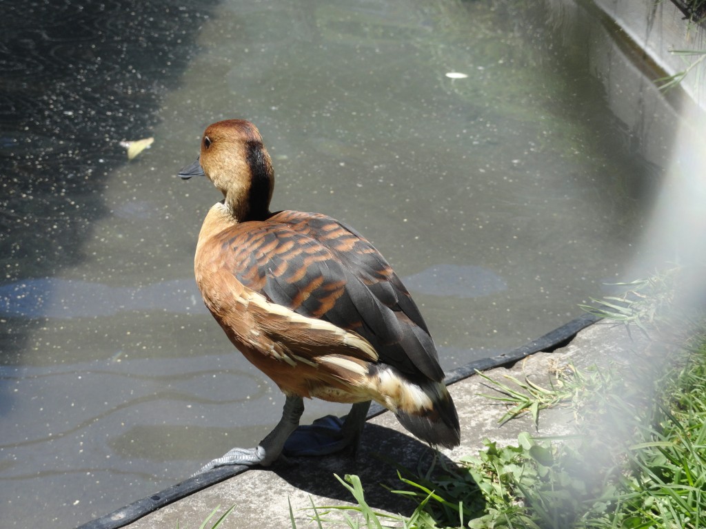 Foto: pato - Baños (Tungurahua), Ecuador