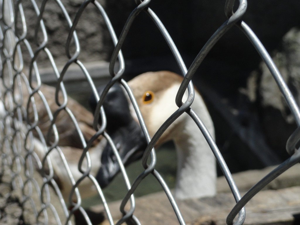 Foto: pato - Baños (Tungurahua), Ecuador