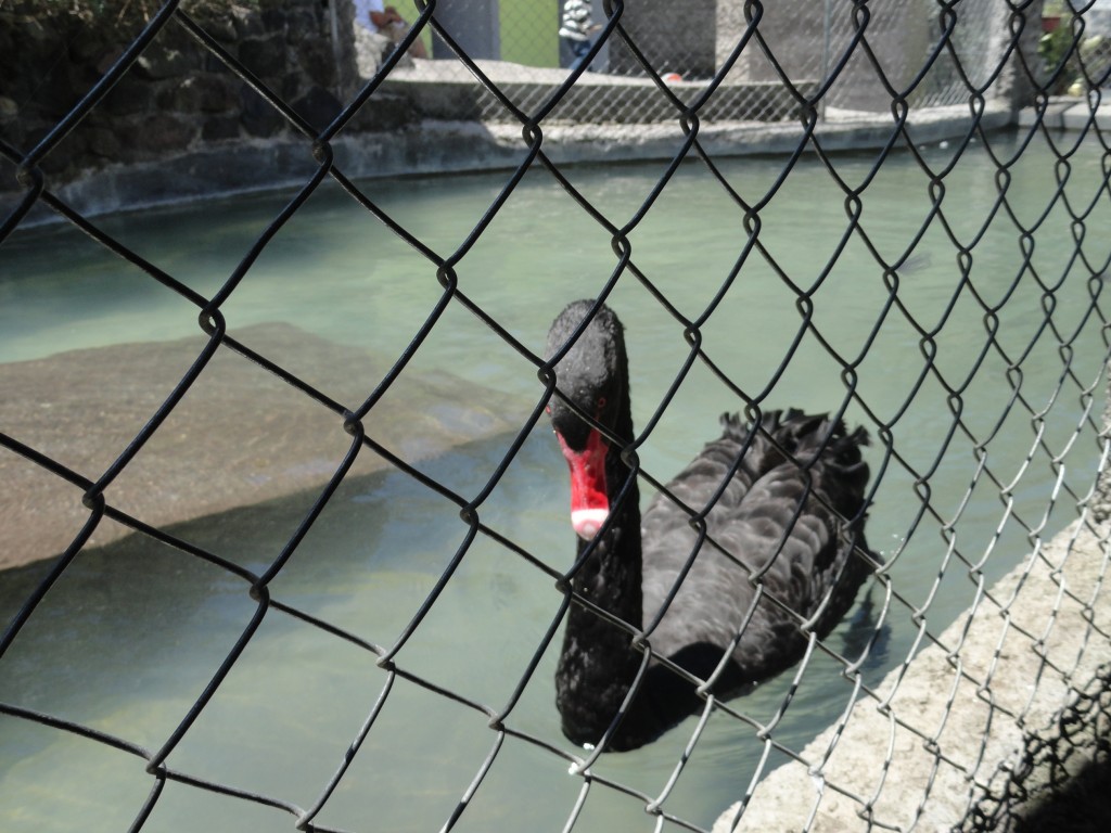 Foto: Cisne negro - Baños (Tungurahua), Ecuador