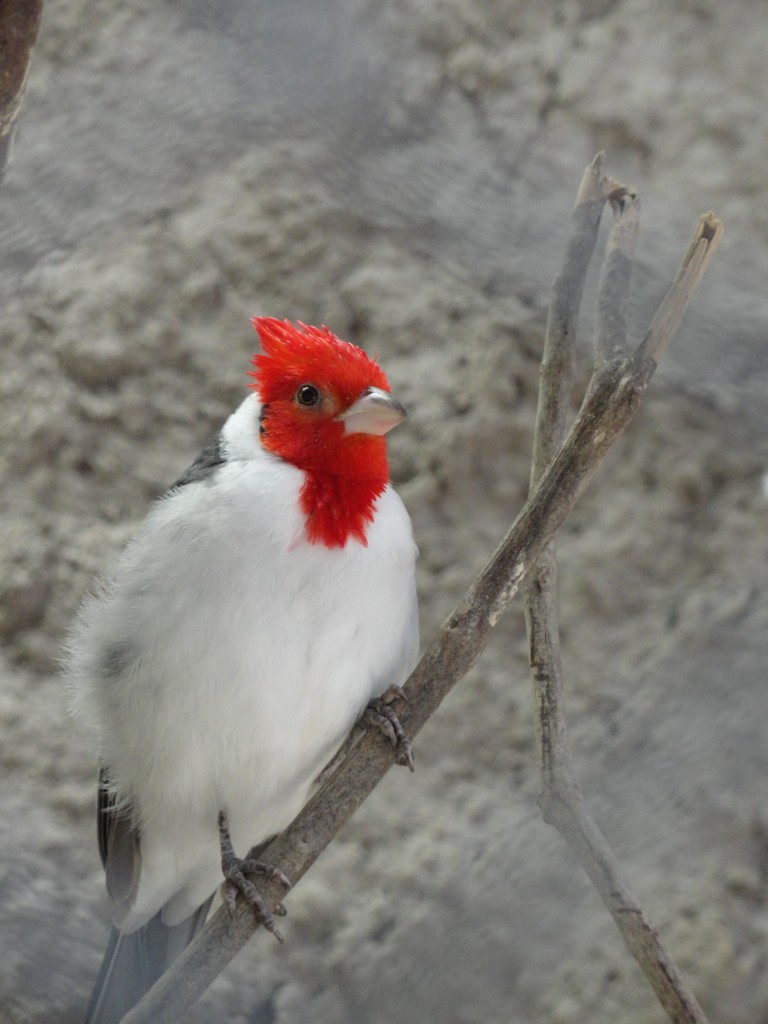 Foto: Ave - Baños (Tungurahua), Ecuador