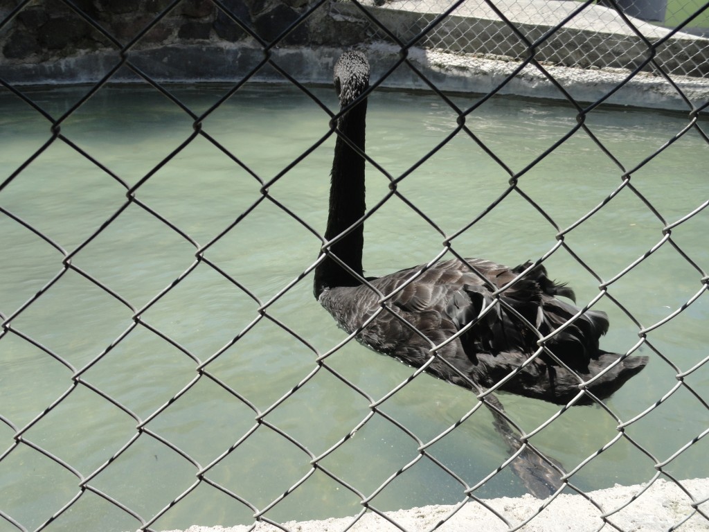 Foto: Cisne negro - Baños (Tungurahua), Ecuador