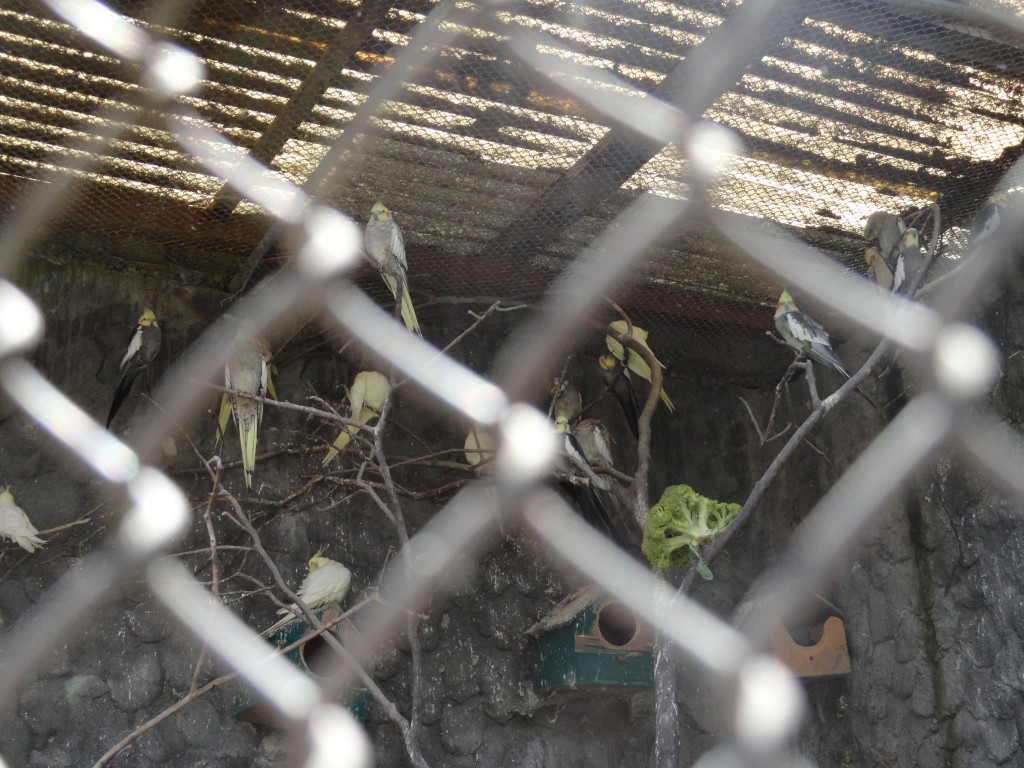 Foto: Pericos - Baños (Tungurahua), Ecuador