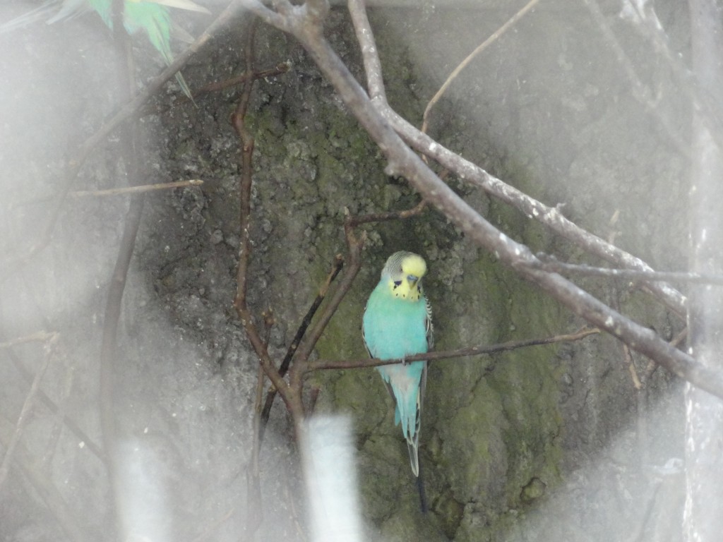 Foto: Perico - Baños (Tungurahua), Ecuador