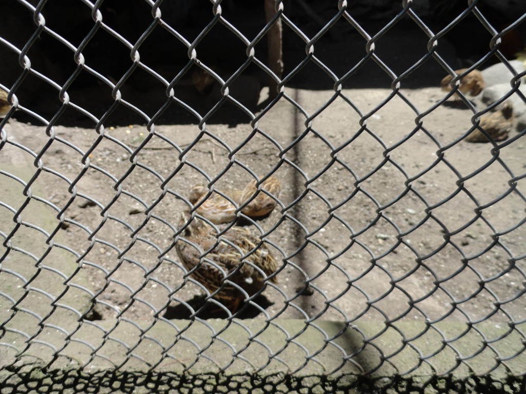 Foto: codornices - Baños (Tungurahua), Ecuador