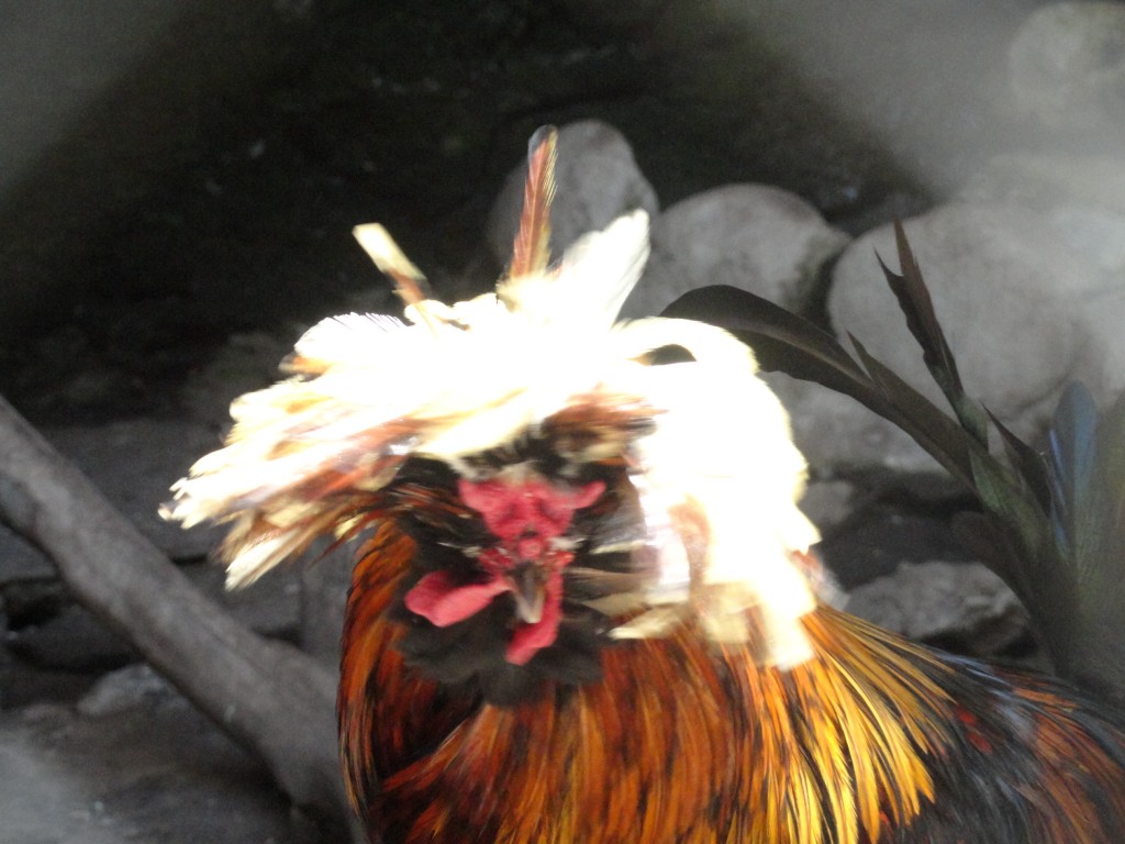 Foto: Gallo - Baños (Tungurahua), Ecuador